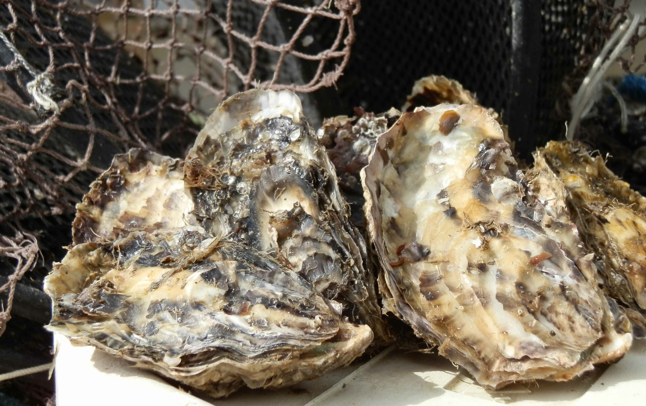 Suspensa a retirada, o consumo e a comercialização de moluscos bivalves em algumas áreas de cultivo em Florianópolis