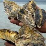 Cidasc libera retirada, consumo e comercialização de moluscos bivalves em Santa Catarina