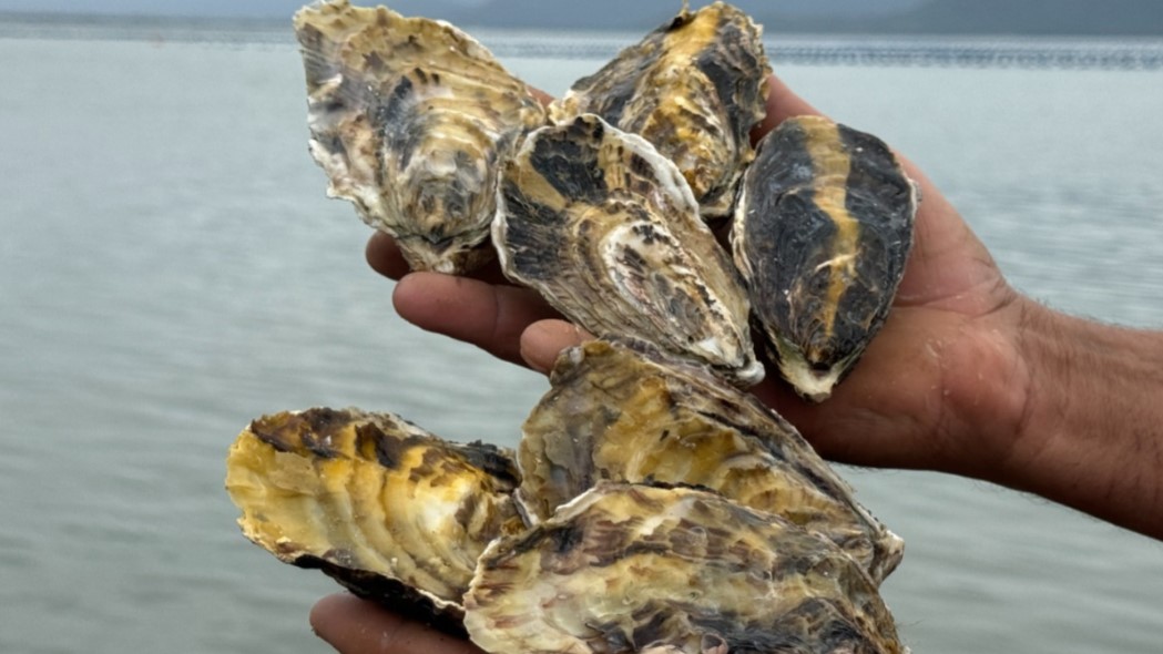 Cidasc libera retirada, consumo e comercialização de moluscos bivalves em Santa Catarina