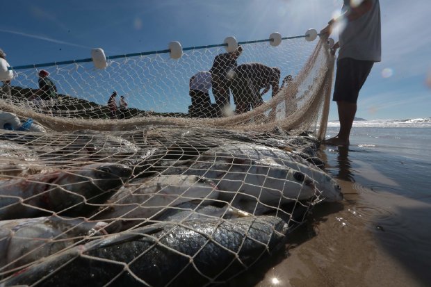 Santa Catarina protocola ação no STF para derrubada das cotas para a pesca artesanal da tainha