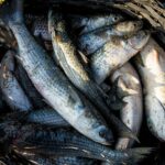 PGE/SC aciona Justiça Federal para garantir derrubada das cotas para a pesca artesanal de praia da tainha