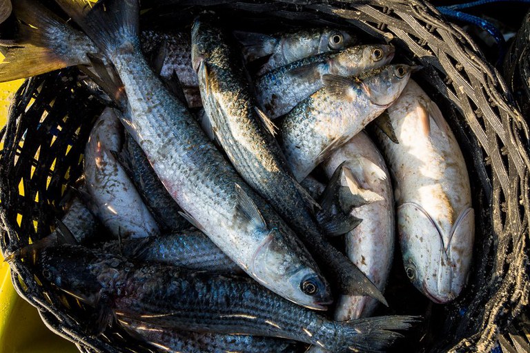 Esperidião Amin critica portaria que limita pesca da tainha em SC e apresenta projeto para sustar medida