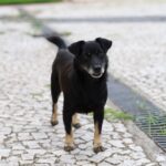 Criciúma implanta modelo inovador de castração e amplia número de vagas no Nubea