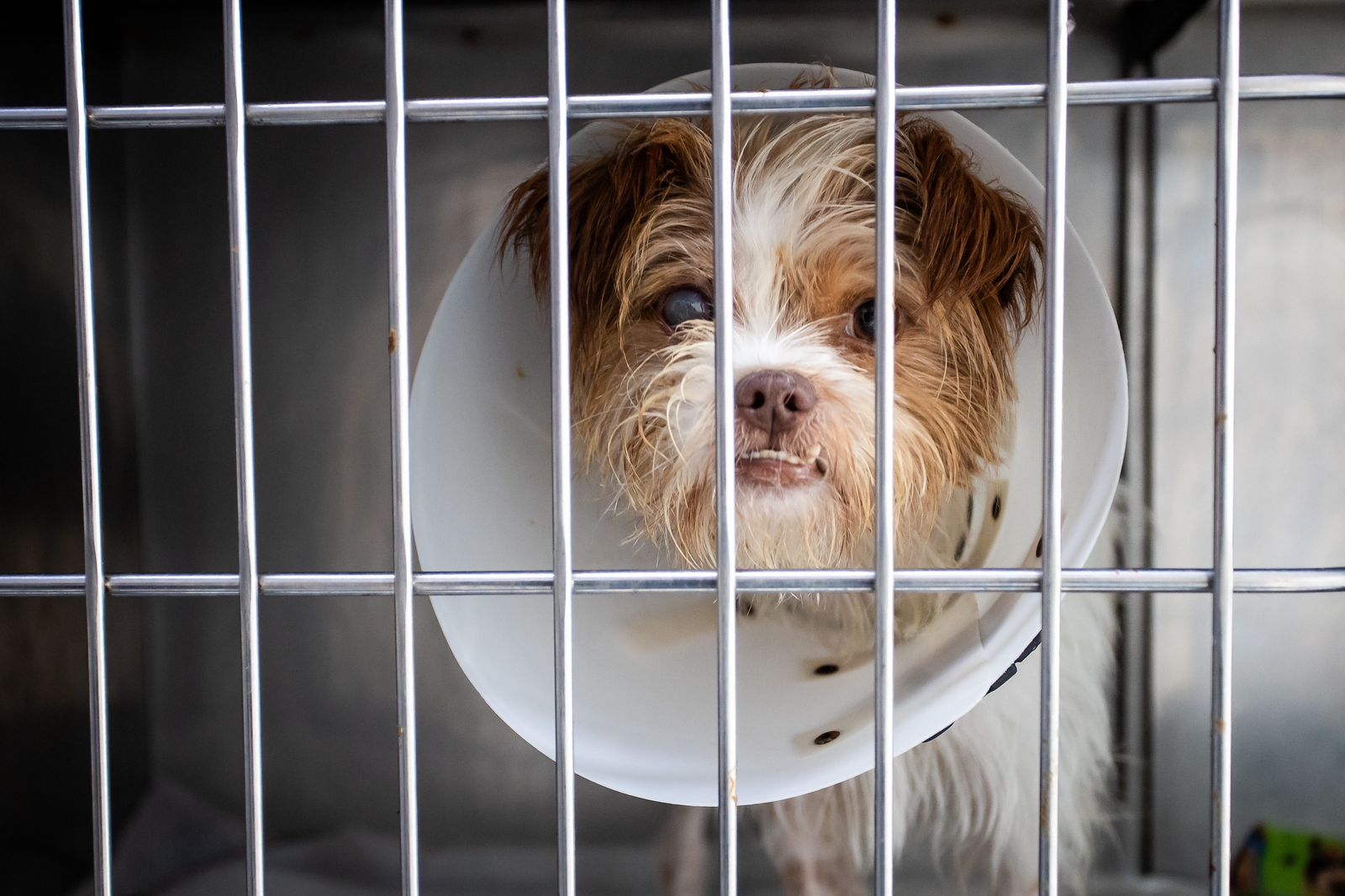 Florianópolis lança edital para Hospital Público Veterinário municipal