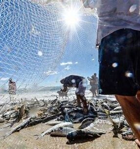 Ministério da Pesca e Aquicultura define ampliação de cota para arrasto de praia em SC
