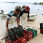 Serviço gratuito de SMS da Cidasc vai avisar maricultores sobre interdição e liberação de áreas de cultivo