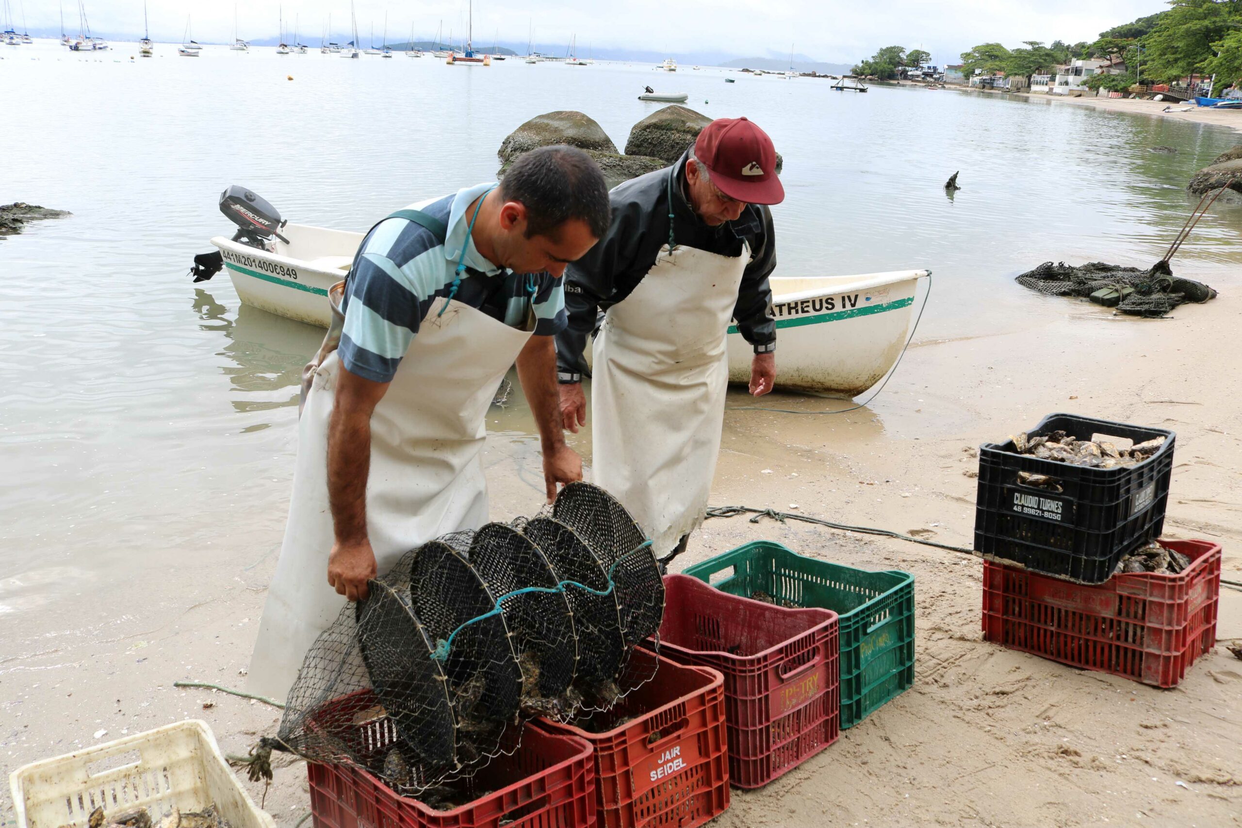 Serviço gratuito de SMS da Cidasc vai avisar maricultores sobre interdição e liberação de áreas de cultivo