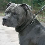 Lei do Pit Bull é regulamentada 18 anos após aprovada pela Alesc