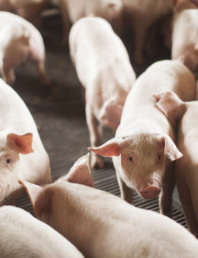 SC bate recorde histórico nas exportações de carne suína e impulsiona desempenho do agronegócio no primeiro semestre