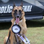 Cão policial Vegas se aposenta e entra em campanha de adoção em Santa Catarina