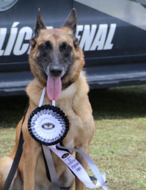 Cão policial Vegas se aposenta e entra em campanha de adoção em Santa Catarina