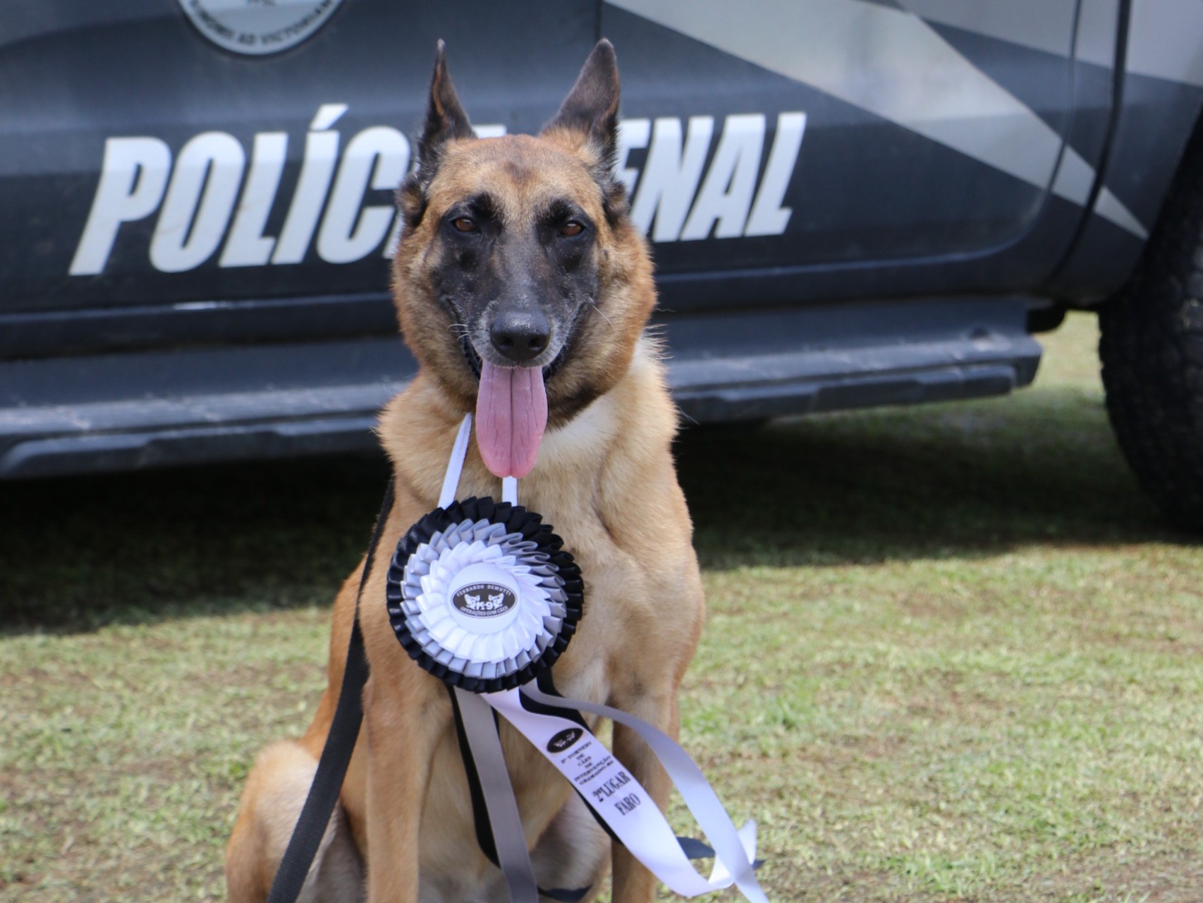 Cão policial Vegas se aposenta e entra em campanha de adoção em Santa Catarina
