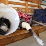 Alesc recebe 21 novos projetos sobre cannabis medicinal, violência política de gênero e atendimento veterinário móvel