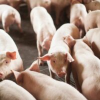 Pecuária sustenta crescimento do PIB de Santa Catarina com avanços em suínos e frangos