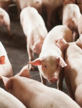 Pecuária sustenta crescimento do PIB de Santa Catarina com avanços em suínos e frangos