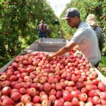 Epagri projeta safra de maçã 28% maior em Santa Catarina