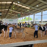 Efapi do Brasil 2025 consolida destaque do agronegócio com alta qualidade genética e bons resultados
