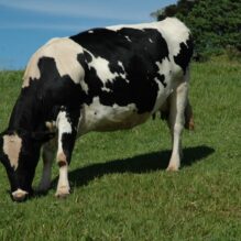 Produção de leite em Santa Catarina cresce 7,5% em dez anos, impulsionada pela agricultura familiar e tecnologia