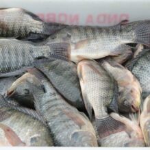 SC contesta proposta federal que pode afetar produção de tilápia, ostras e outras espécies