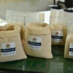 Arroz desenvolvido pela Epagri é reconhecido internacionalmente por contribuir com segurança alimentar e adaptação às mudanças climáticas