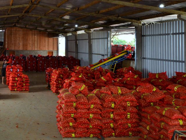 Colheita da cebola avança em Santa Catarina com expectativa de maior produção