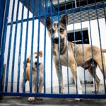 Florianópolis formaliza início das obras do primeiro Hospital Veterinário público e sanciona novas leis de proteção animal