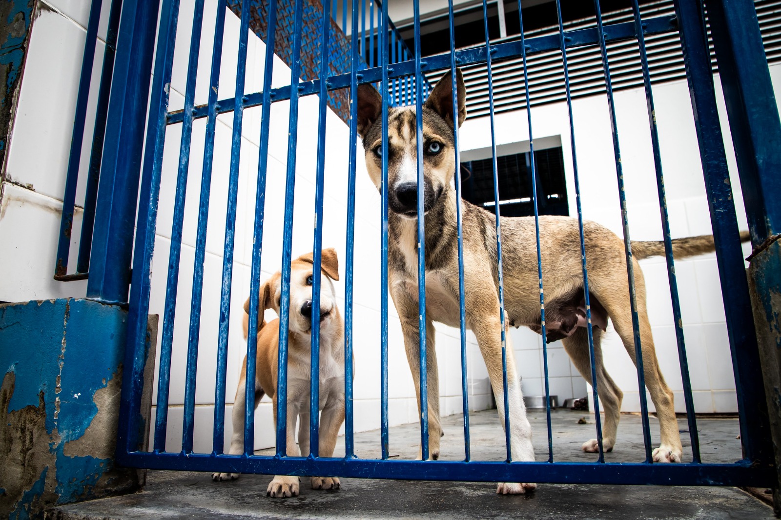 Florianópolis formaliza início das obras do primeiro Hospital Veterinário público e sanciona novas leis de proteção animal
