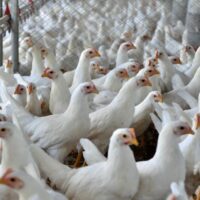 Santa Catarina exporta 2 milhões de toneladas de carnes em 2025 e registra recorde histórico no setor