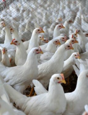 Santa Catarina exporta 2 milhões de toneladas de carnes em 2025 e registra recorde histórico no setor