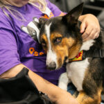 Comissão da Alesc aprova projetos sobre proteção animal, saúde, educação e gestão pública