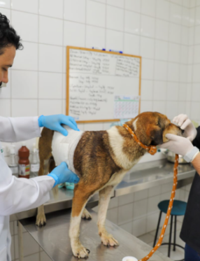 Criciúma amplia atendimento veterinário público e planeja centro de saúde animal