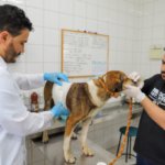 Criciúma amplia atendimento veterinário público e planeja centro de saúde animal
