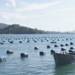 Governo de SC cria linha de crédito emergencial para apoiar maricultores que tiveram perdas na produção de ostras