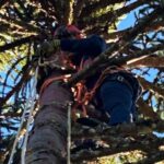 Acidentes na colheita do pinhão mais que dobram em 2025