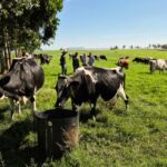 Após queda, preço do leite reage em SC com ajuste de mercado