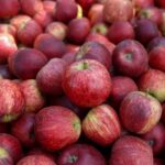 SC deve exportar 20 mil toneladas de maçã e ganha agilidade com certificação na origem