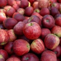 SC deve exportar 20 mil toneladas de maçã e ganha agilidade com certificação na origem