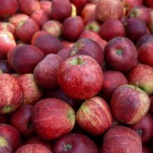 SC deve exportar 20 mil toneladas de maçã e ganha agilidade com certificação na origem