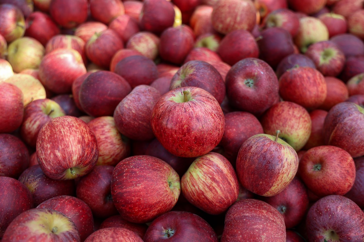 SC deve exportar 20 mil toneladas de maçã e ganha agilidade com certificação na origem