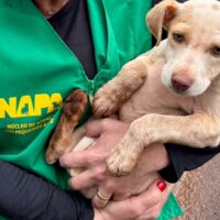 Chapecó passa a exigir boletim de ocorrência para denúncias de maus-tratos a animais