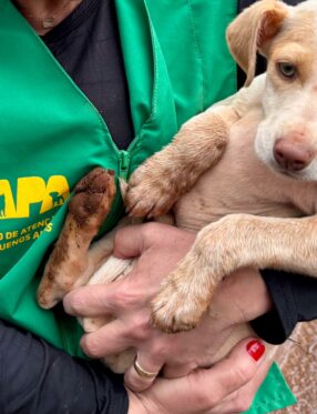 Chapecó passa a exigir boletim de ocorrência para denúncias de maus-tratos a animais