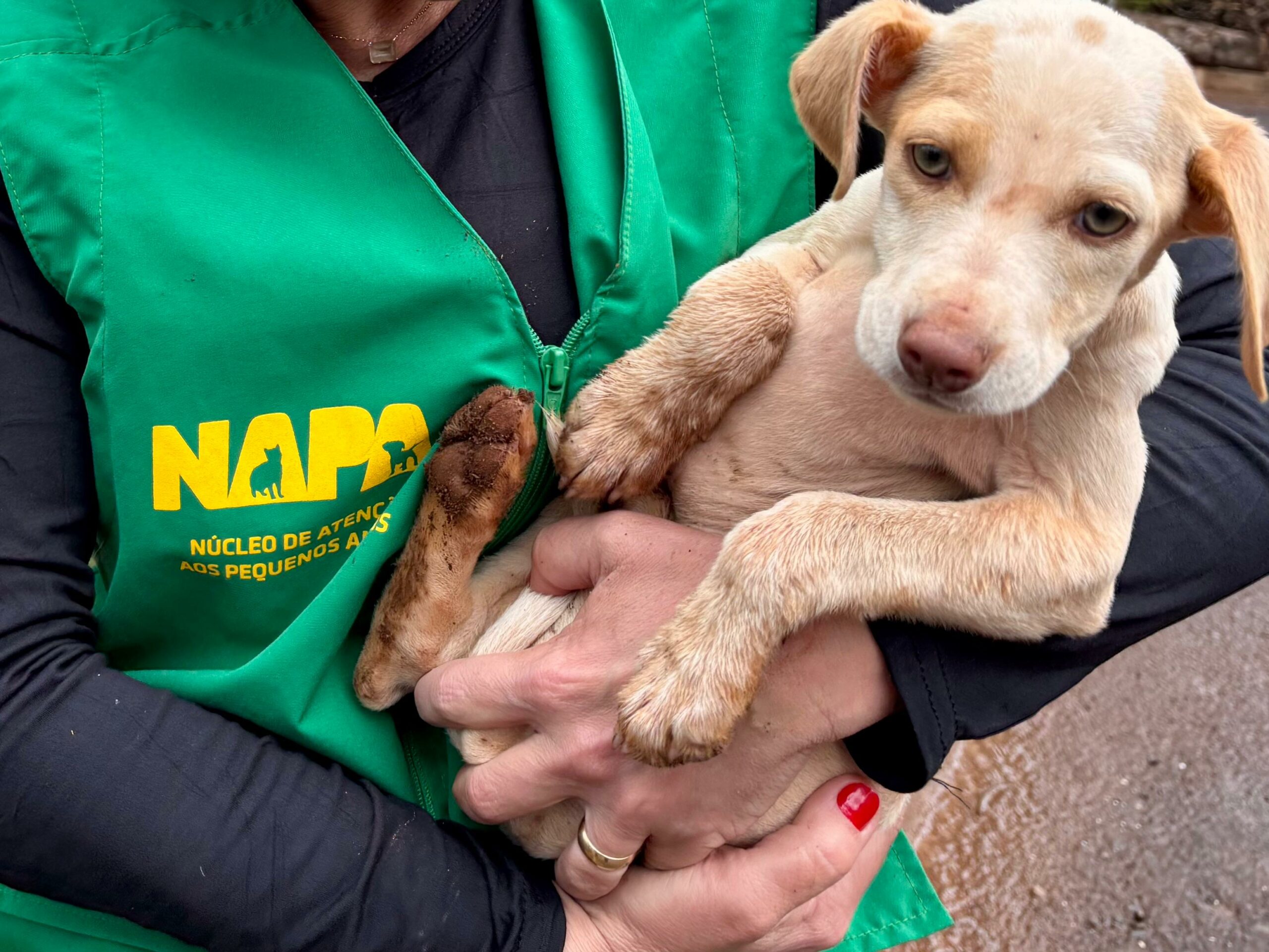 Chapecó passa a exigir boletim de ocorrência para denúncias de maus-tratos a animais