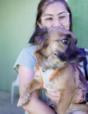 Abril Laranja: Governo de Santa Catarina reforça ações de proteção e bem-estar animal no estado