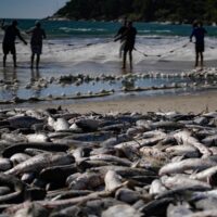 Safra da tainha em Santa Catarina supera 200 toneladas capturadas