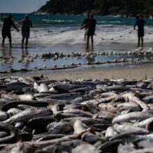 Safra da tainha em Santa Catarina supera 200 toneladas capturadas