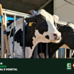Webinar da Cidasc alerta para volta da febre aftosa em países da Europa