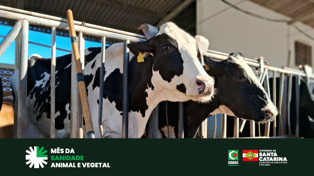 Webinar da Cidasc alerta para volta da febre aftosa em países da Europa