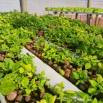 Nove em cada dez hortifrutigranjeiros analisados pela Cidasc atendem padrões de segurança