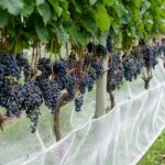 Santa Catarina registra alta de 29% no número de vinícolas em seis anos