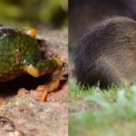 SC é refúgio do preá-de-moleques-do-sul e de nova descoberta na Serra do Tabuleiro
